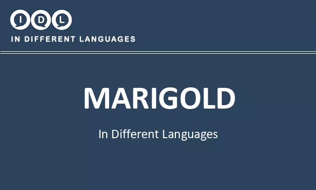Marigold in Different Languages - Image