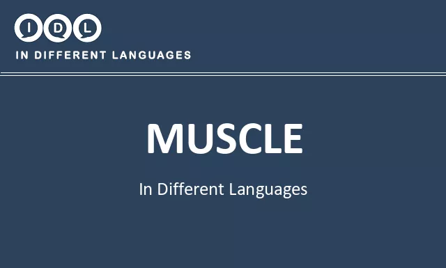 Muscle in Different Languages - Image