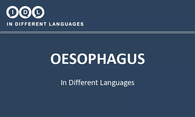 Oesophagus in Different Languages - Image