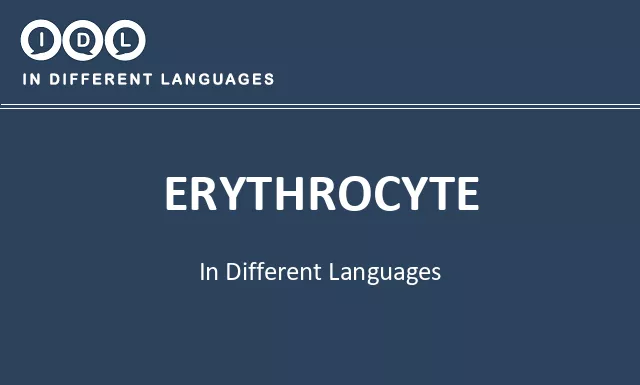 Erythrocyte in Different Languages - Image